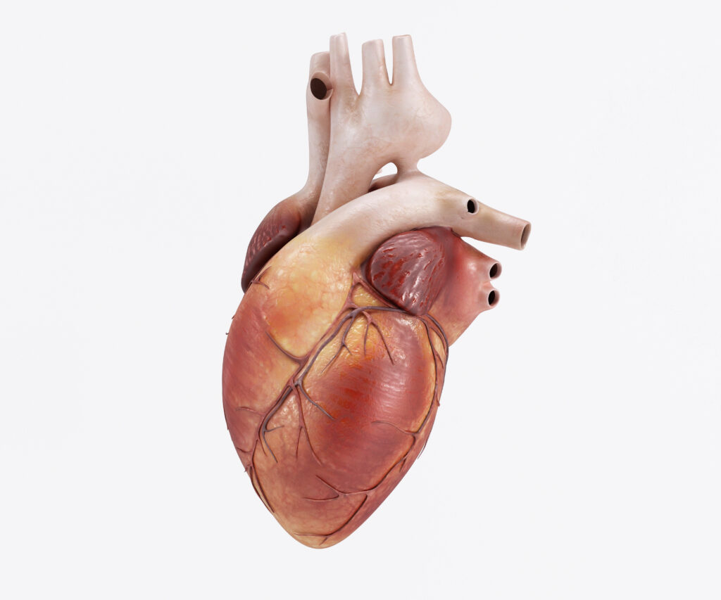 Best cardiologist in Bhopal | Dr. Chandra Kumar Singh, Best cardiologist in Bhopal, Dr. Chandra Kumar Singh Best Cardiologist in Bhopal, Heart Specialist in Bhopal, Cardiologist in Bhopal, Heart Doctor in Bhopal, Advanced Cardiac Care in Bhopal, Heart Clinic in Bhopal, Cardiac Consultation in Bhopal